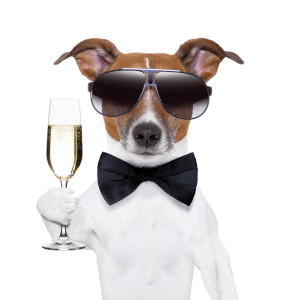 cheers dog with a glass of champagne